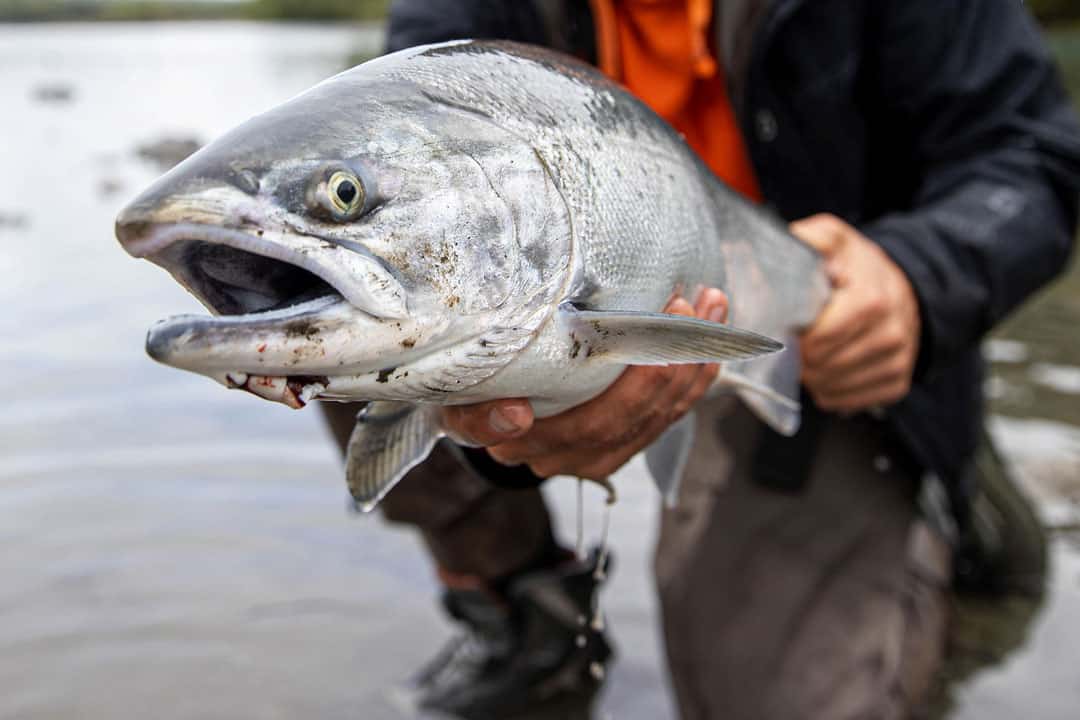 Large silver fish stares with mouth agape held by red shirt/black jacketed man kneeling on shore